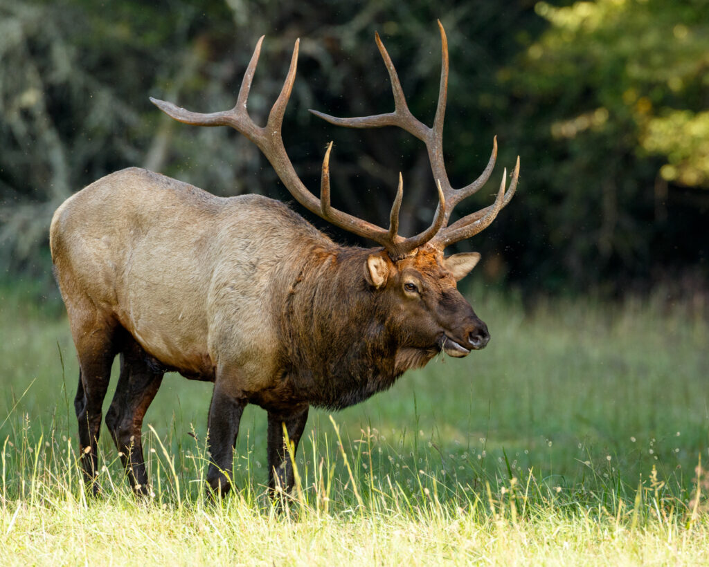 Elktober in Estes Park
