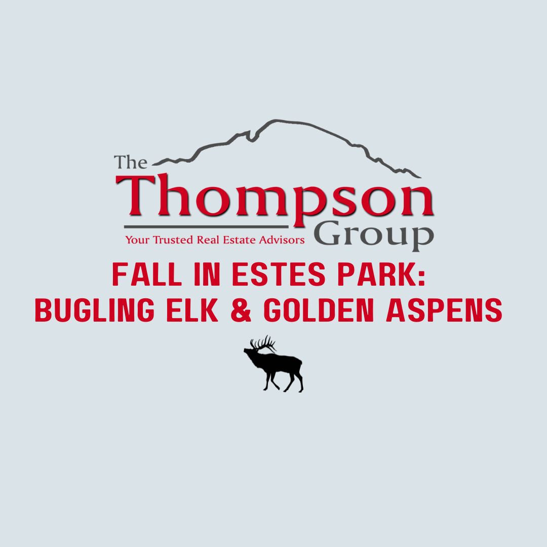 Fall in Estes Park: Bugling Elk & Golden Aspens 